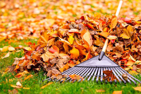 How Property Cleanups Create a Healthier, More Usable Landscape Thumbnail